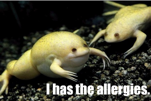 i has the allergies.jpg (49 KB)